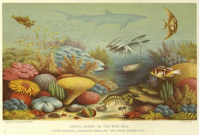Banc de corail en mer Rouge - English School
