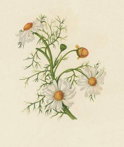 Grande Camomille, Pyrethrum Inodorum - English School