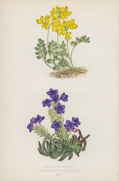 Coronille Minima ; Lithospermum Prostratum (lithographie en couleur) - English School