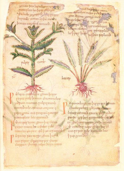 Illustrations des Wulfes Camb et Henep, de 