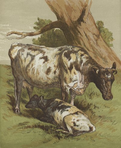 Vache et veau - English School