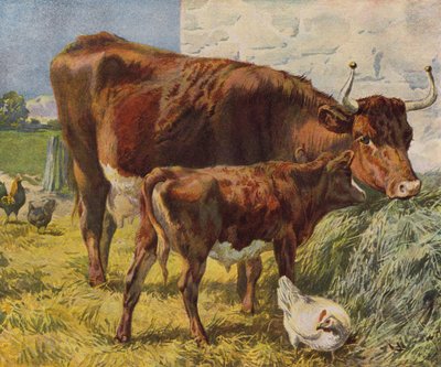 Vache, veau et poules - English School