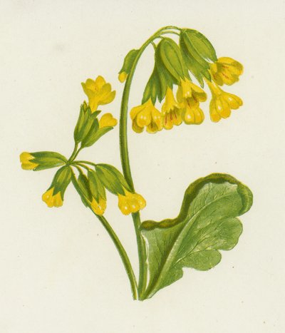 Primevère Officinale, Primula Veris - English School