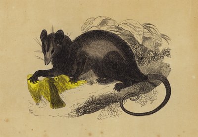Opossum crabier - English School