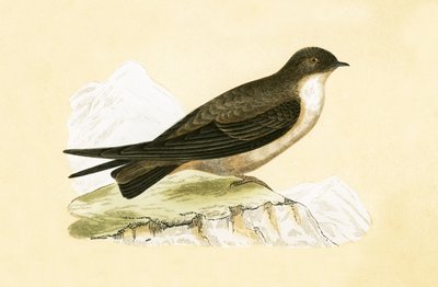 Hirondelle des falaises, illustration de 