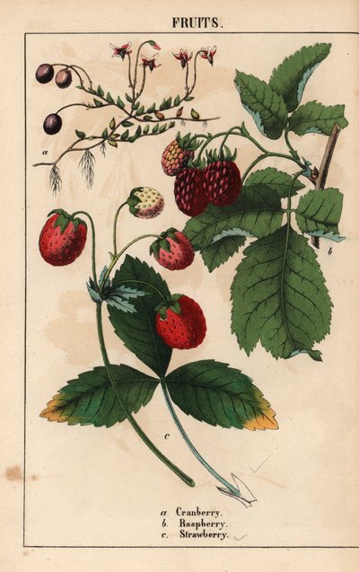 Canneberge, framboise et fraise, de 