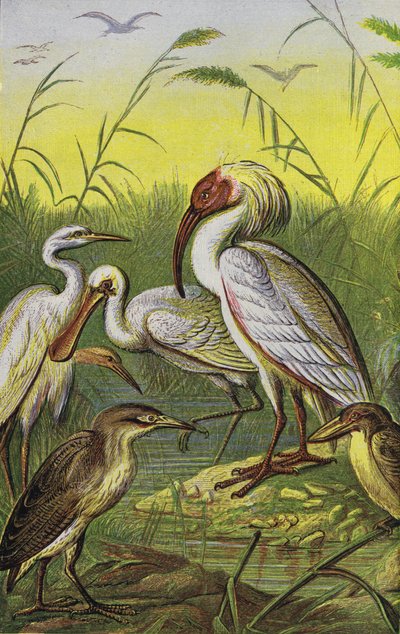 Grues, hérons et spatule (lithographie en couleur) - English School