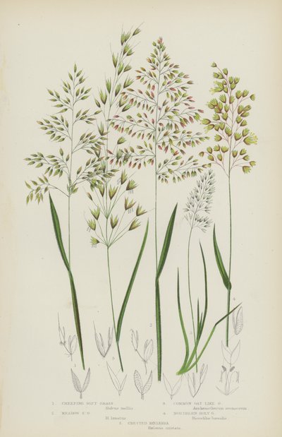Herbe douce rampante, Herbe douce des prés, Herbe commune ressemblant à l