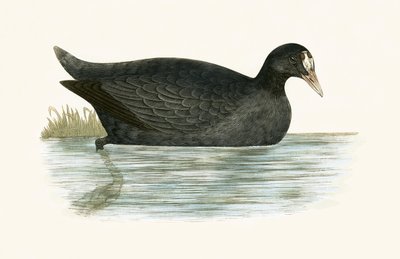 Foulque macroule, illustration de 
