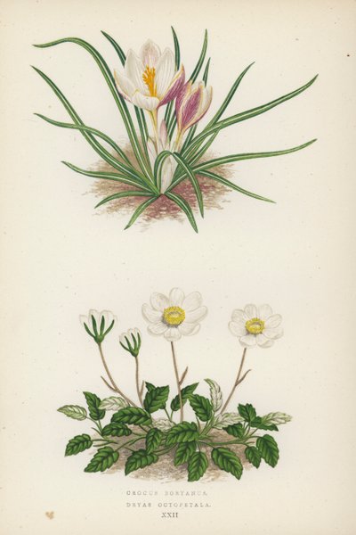 Crocus Boryanus; Dryade à huit pétales - English School