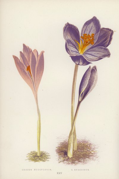 Crocus Nudiflorus ; C Speciosus (lithographie en couleur) - English School
