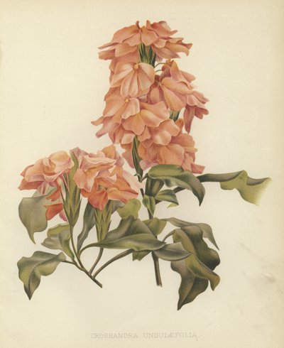 Crossandra undulaefolia - English School