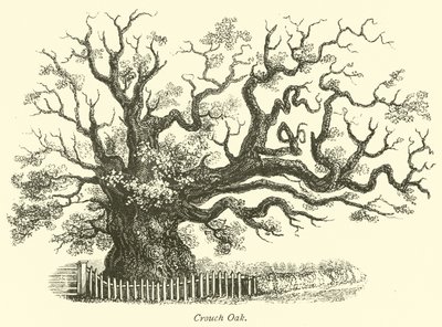 Chêne de Crouch - English School