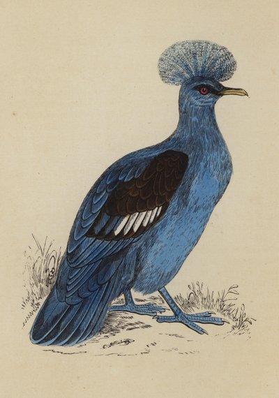 Pigeon couronné - English School