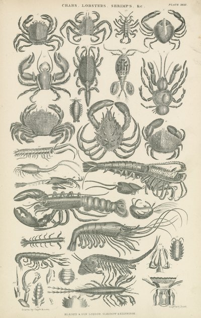 Crustacés (gravure) - English School