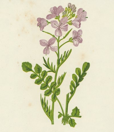Cardamine des prés, Cardamine Pratensis - English School