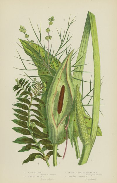 Arum Maculé, Acore Odorant, Potamot à Feuilles Opposées, Potamot à Feuilles de Fenouil - English School