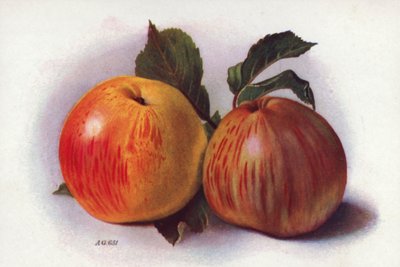 Pommes culinaires - English School