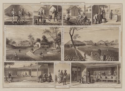 Culture et préparation du thé - English School