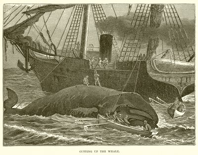 Découpage de la baleine - English School
