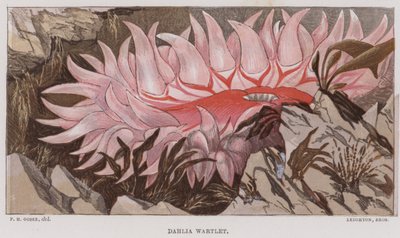 Dahlia Verruqueux - English School