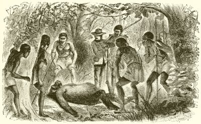 Mort du premier gorille de Du Chaillu - English School