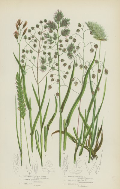 Herbe de bruyère couchée, Herbe tremblante commune, Petite herbe tremblante, Herbe à coq rugueuse - English School