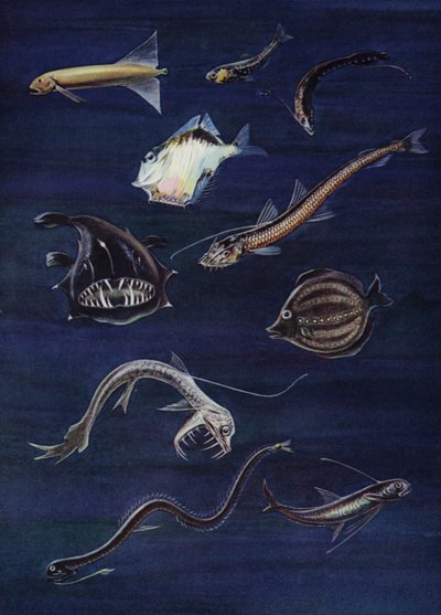 Poissons des profondeurs - English School