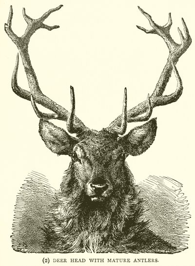 Tête de cerf avec des bois matures - English School