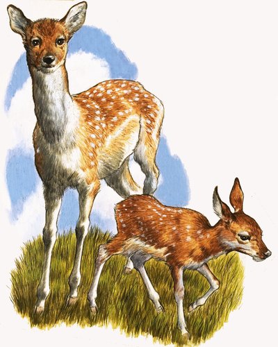Cerf et poulain - English School