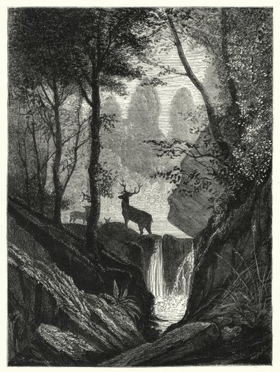 Cerfs dans la forêt (gravure) - English School