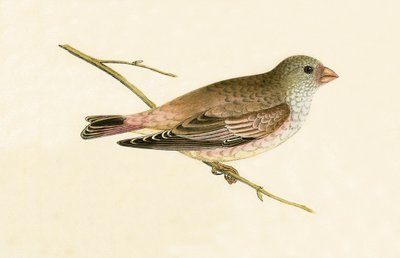 Trompette des déserts, illustration de 