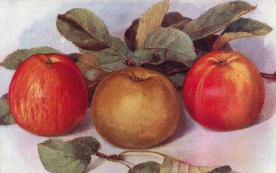 Pommes de Dessert (lithographie en couleur) - English School