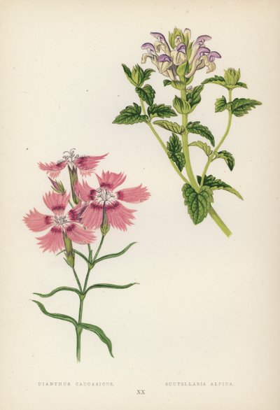 Dianthus Caucasicus; Scutellaria Alpina - English School