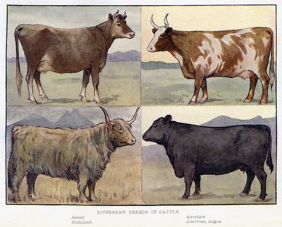 Différentes races de bovins - English School