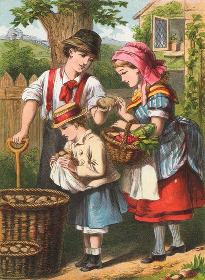 Récolte de pommes de terre - English School