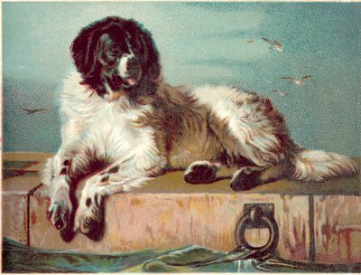 Chien assis au bord de la mer - English School