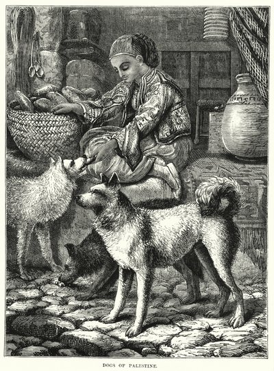 Chiens de Palestine - English School