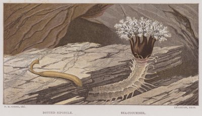 Siponcle tacheté, concombre de mer - English School