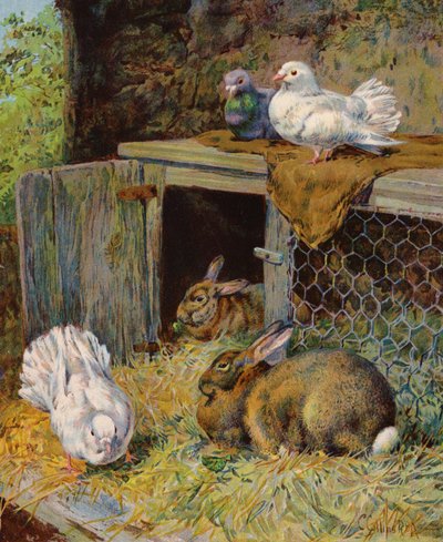 Pigeons et lapins dans un clapier - English School