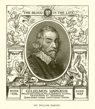 Dr. William Harvey - English School