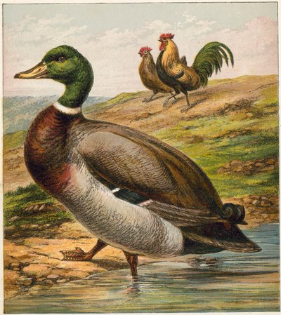 Canard - English School