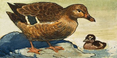 Canard et caneton - English School