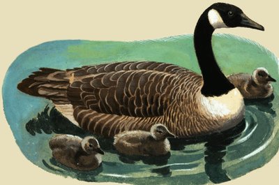 Canard et poussins - English School