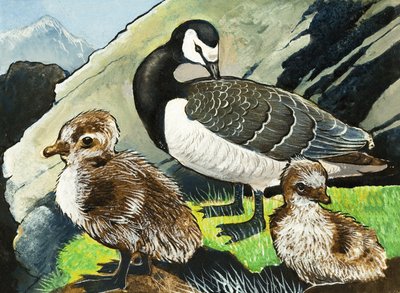 Canard et canetons - English School