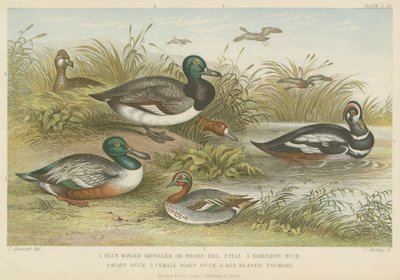 Canards (gravure en couleur) - English School