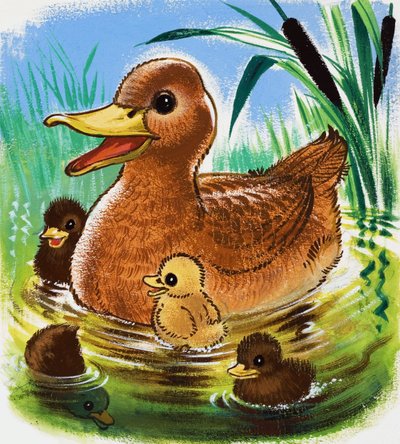 Canards - English School