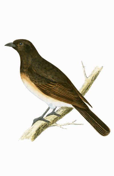 Ixos sombre, illustration de 