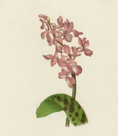 Orchis Mâle, Orchis Mascula - English School