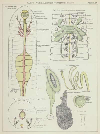 Ver de terre, Lumbricus Terrestris - English School